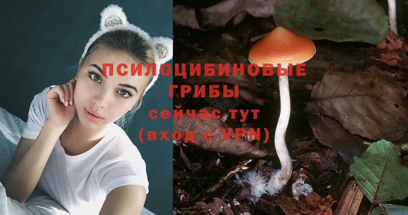 как найти   Кызыл  Псилоцибиновые грибы Psilocybe 